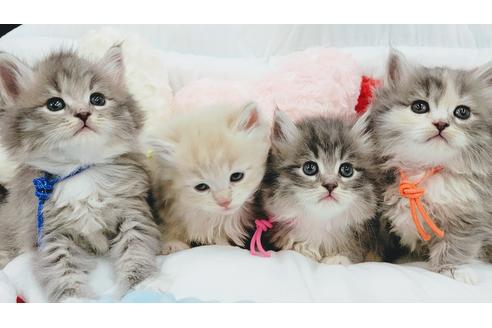 成約済の埼玉県のサイベリアン-19978の2枚目